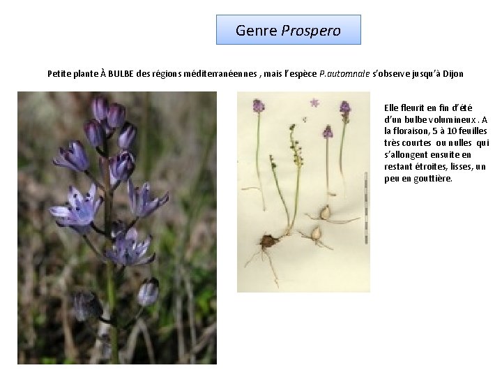 Genre Prospero Petite plante À BULBE des régions méditerranéennes , mais l’espèce P. automnale