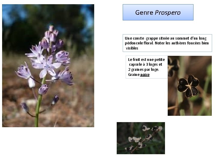 Genre Prospero Une courte grappe située au sommet d’un long pédoncule floral. Noter les