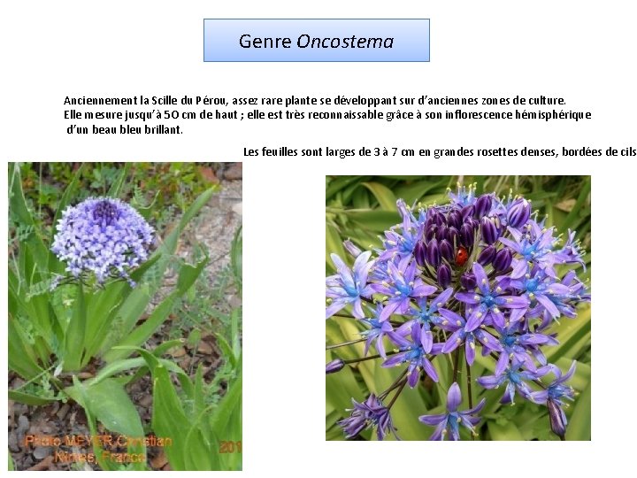 Genre Oncostema Anciennement la Scille du Pérou, assez rare plante se développant sur d’anciennes