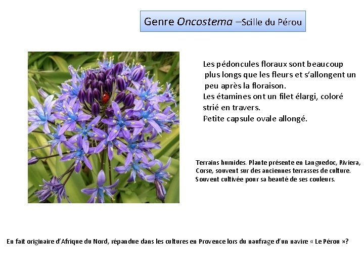 Genre Oncostema –Scille du Pérou Les pédoncules floraux sont beaucoup plus longs que les