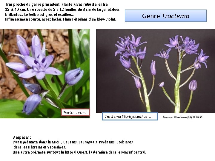 Très proche du genre précédent. Plante assez robuste, entre 15 et 40 cm. Une