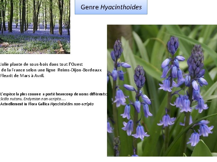 Genre Hyacinthoides Jolie plante de sous-bois dans tout l’Ouest de la France selon une