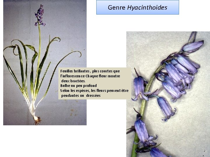 Genre Hyacinthoides Feuilles brillantes , plus courtes que l’inflorescence Chaque fleur montre deux bractées.