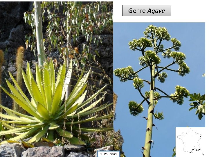 Genre Agave Cl. Roubaudi 