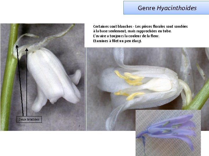 Genre Hyacinthoides Certaines sont blanches - Les pièces florales sont soudées à la base