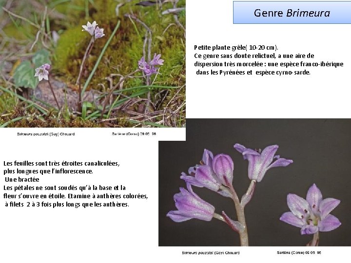 Genre Brimeura Petite plante grêle( 10 -20 cm). Ce genre sans doute relictuel, a