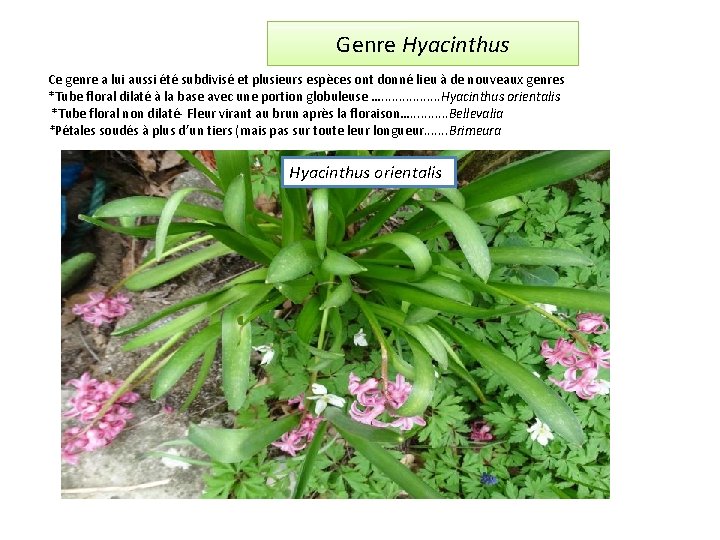 Genre Hyacinthus Ce genre a lui aussi été subdivisé et plusieurs espèces ont donné