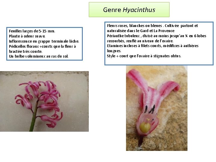Genre Hyacinthus Feuilles larges de 5 -15 mm. Plante à odeur suave. Inflorescence en