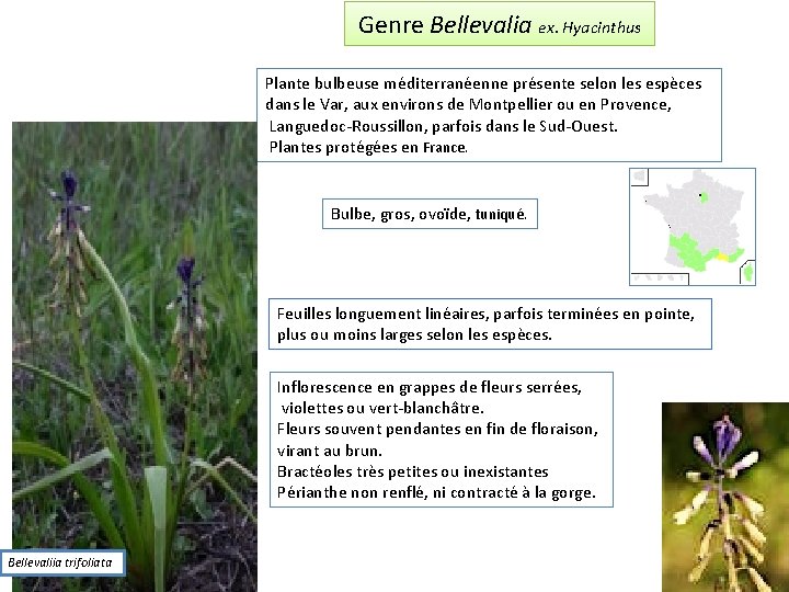 Genre Bellevalia ex. Hyacinthus Plante bulbeuse méditerranéenne présente selon les espèces dans le Var,