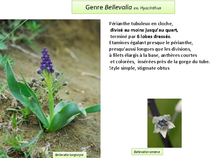 Genre Bellevalia ex. Hyacinthus Périanthe tubuleux en cloche, divisé au moins jusqu’au quart, terminé