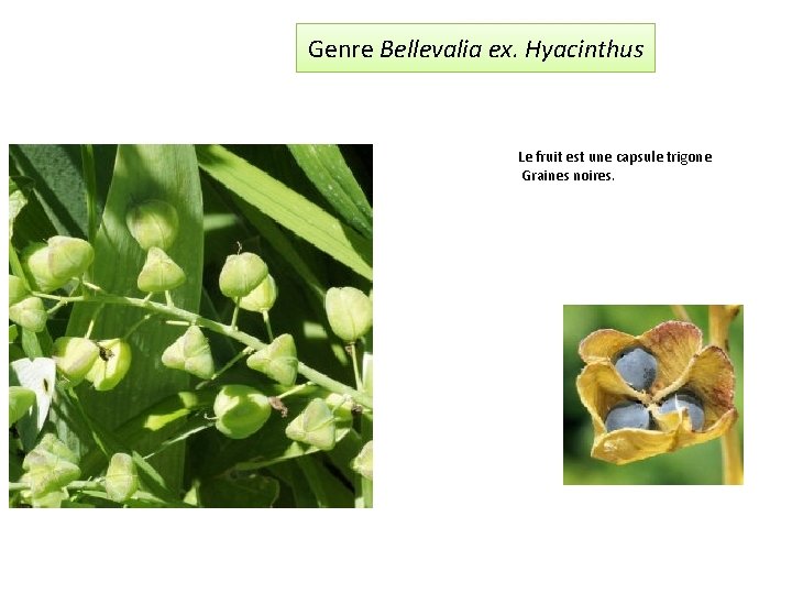 Genre Bellevalia ex. Hyacinthus Le fruit est une capsule trigone Graines noires. 