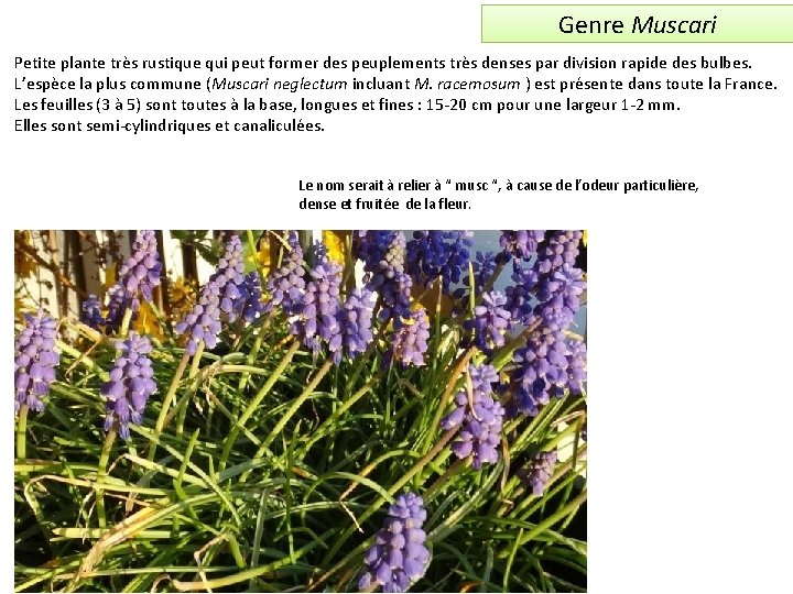 Genre Muscari Petite plante très rustique qui peut former des peuplements très denses par