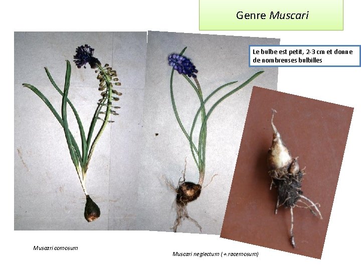  Genre Muscari Le bulbe est petit, 2 -3 cm et donne de nombreuses