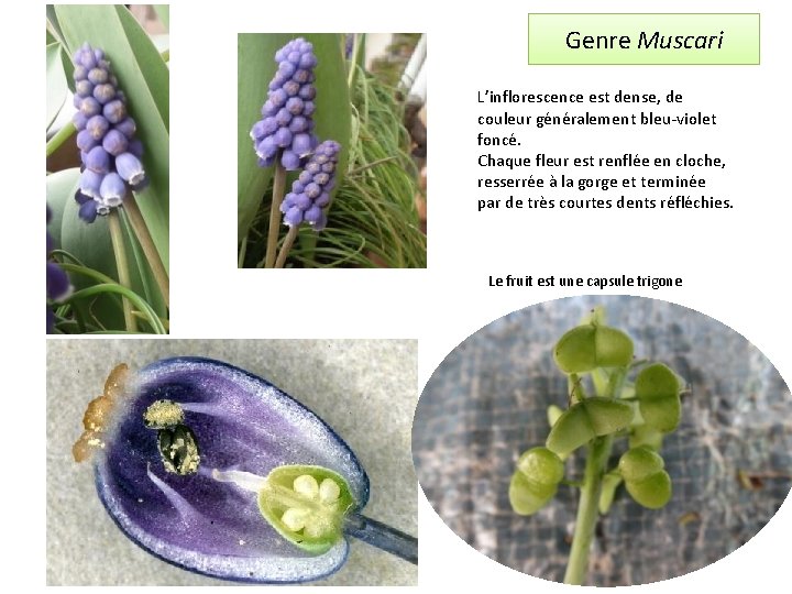 Genre Muscari L’inflorescence est dense, de couleur généralement bleu-violet foncé. Chaque fleur est renflée