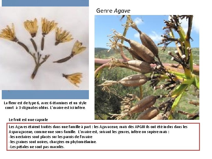 Genre Agave La fleur est de type 6, avec 6 étamines et un style