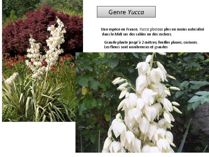 Genre Yucca Une espèce en France, Yucca gloriosa plus ou moins naturalisé dans le