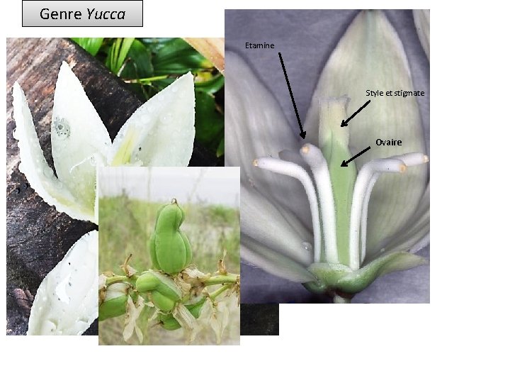 Genre Yucca Etamine Style et stigmate Ovaire 