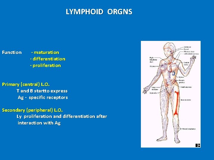 LYMPHOID ORGNS Function - maturation - differentiation - proliferation Primary (central) L. O. T