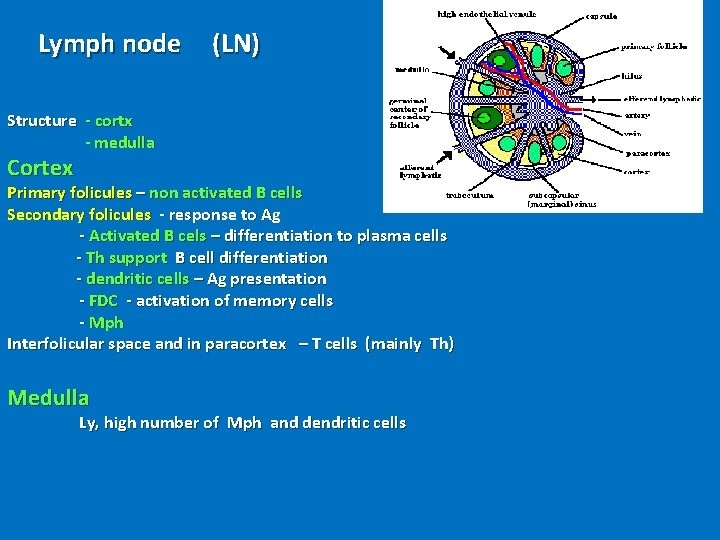 Lymph node (LN) Structure - cortx - medulla Cortex Primary folicules – non activated
