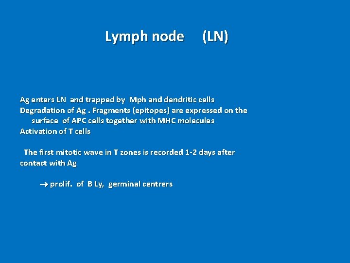 Lymph node (LN) Ag enters LN and trapped by Mph and dendritic cells Degradation