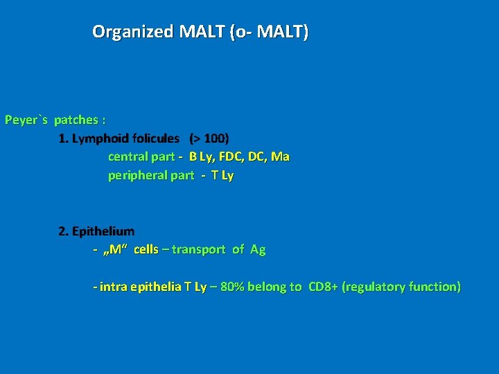 Organized MALT (o- MALT) Peyer`s patches : 1. Lymphoid folicules (> 100) central part