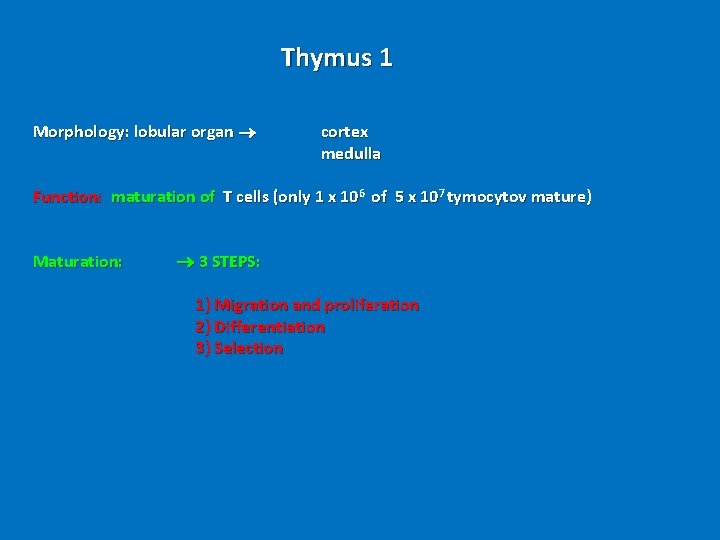 Thymus 1 Morphology: lobular organ cortex medulla Function: maturation of T cells (only 1