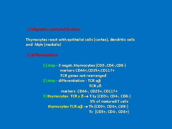  1) Migration and proliferation Thymocytes react with epithelial cells (cortex), dendritic cells and