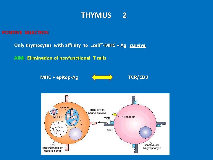 THYMUS 2 POSITIVE SELECTION Only thymocytes with affinity to „self“-MHC + Ag survive AIM: