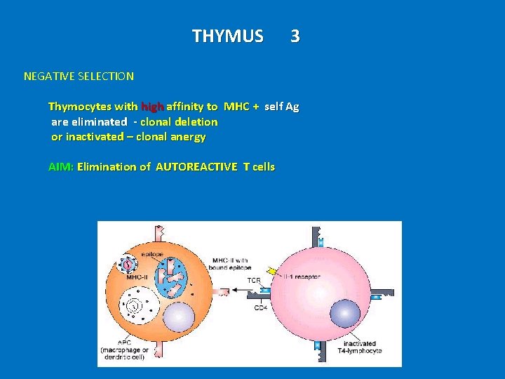 THYMUS 3 NEGATIVE SELECTION Thymocytes with high affinity to MHC + self Ag are