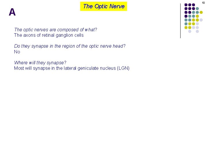 A The Optic Nerve The optic nerves are composed of what? The axons of