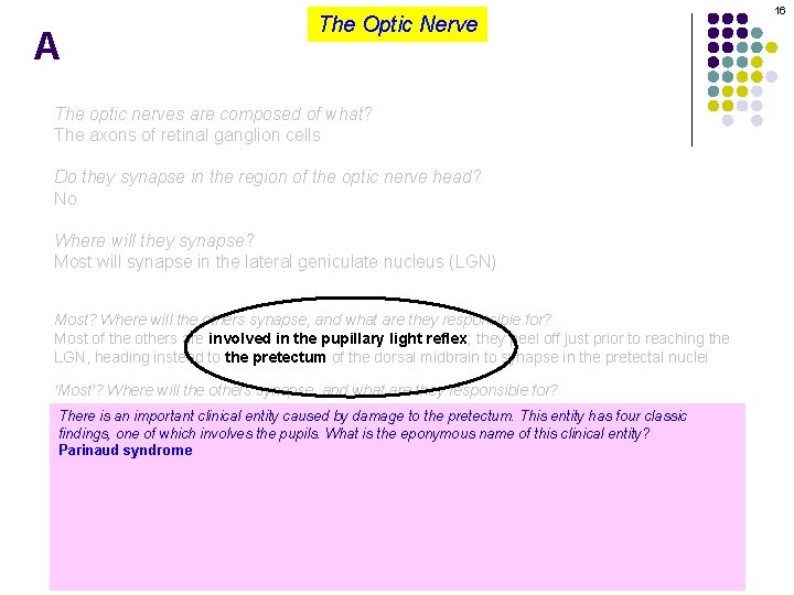 A The Optic Nerve The optic nerves are composed of what? The axons of