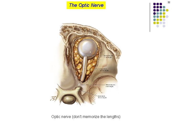The Optic Nerve Optic nerve (don’t memorize the lengths) 32 