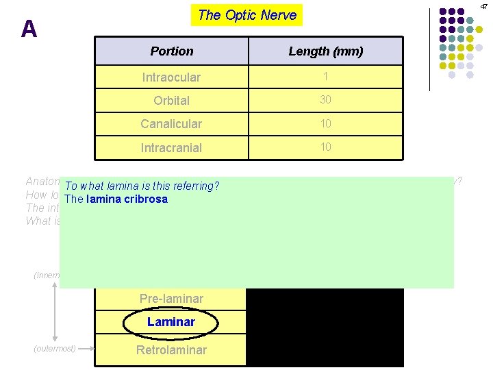 47 The Optic Nerve A Portion Length (mm) Intraocular 1 Orbital 30 Canalicular 10