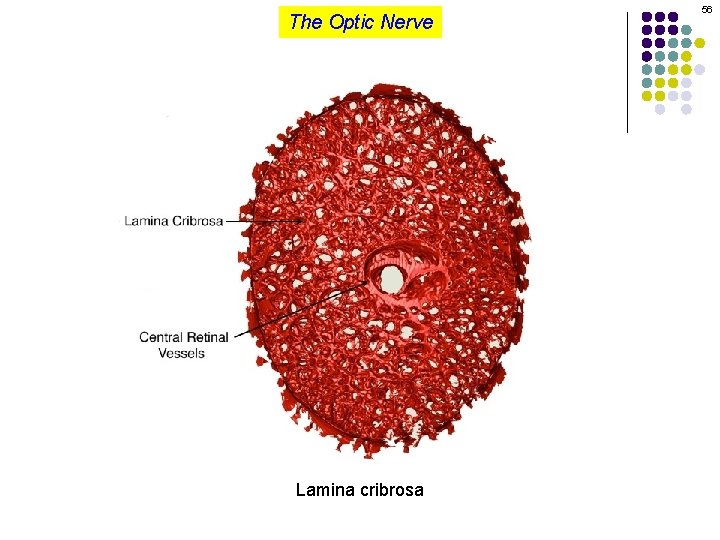 The Optic Nerve Lamina cribrosa 56 