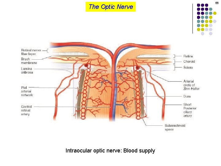 The Optic Nerve Intraocular optic nerve: Blood supply 66 