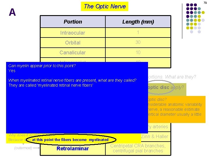 79 The Optic Nerve A Portion Length (mm) Intraocular 1 Orbital 30 Canalicular 10