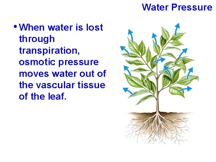 Water Pressure • When water is lost through transpiration, osmotic pressure moves water out