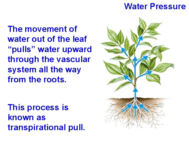 Water Pressure The movement of water out of the leaf “pulls” water upward through
