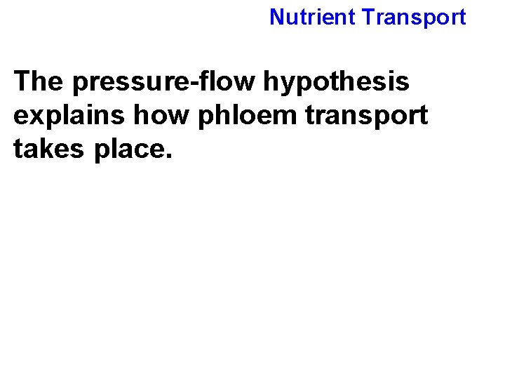 Nutrient Transport The pressure-flow hypothesis explains how phloem transport takes place. 