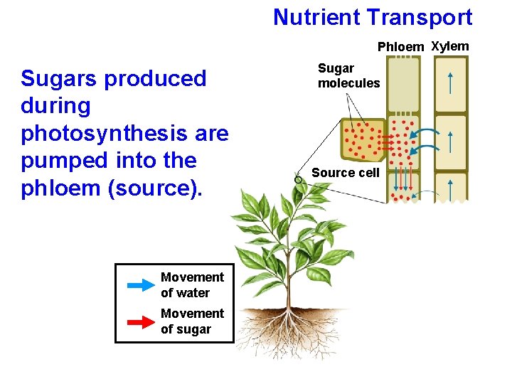 Nutrient Transport Phloem Xylem Sugars produced during photosynthesis are pumped into the phloem (source).