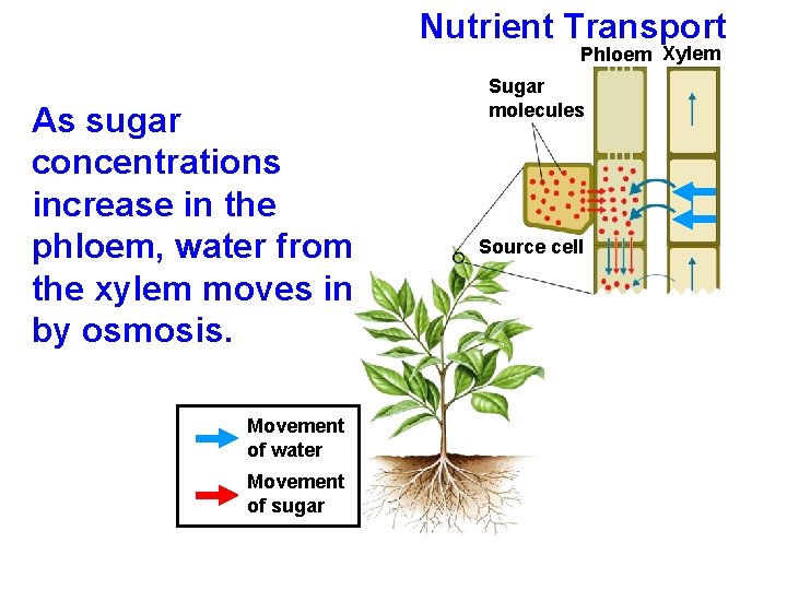 Nutrient Transport Phloem Xylem As sugar concentrations increase in the phloem, water from the