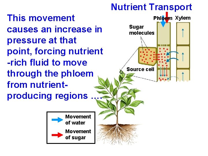 Nutrient Transport This movement causes an increase in pressure at that point, forcing nutrient