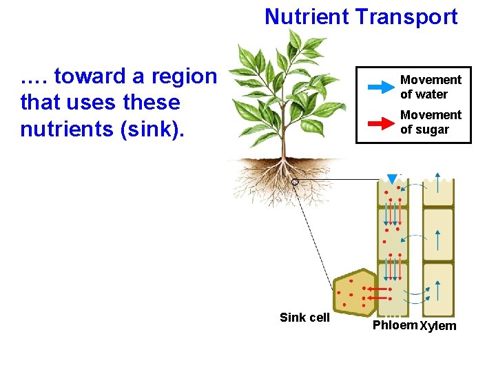 Nutrient Transport …. toward a region that uses these nutrients (sink). Movement of water