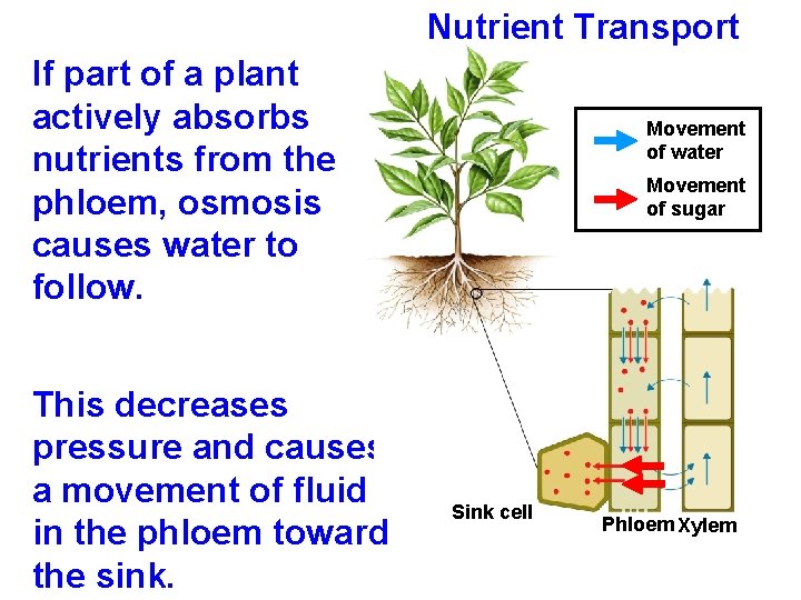 Nutrient Transport If part of a plant actively absorbs nutrients from the phloem, osmosis