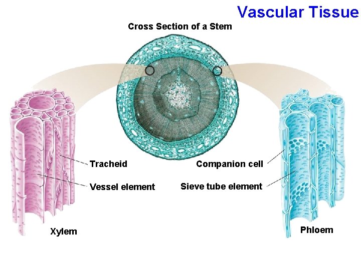 Vascular Tissue Cross Section of a Stem Tracheid Vessel element Xylem Companion cell Sieve