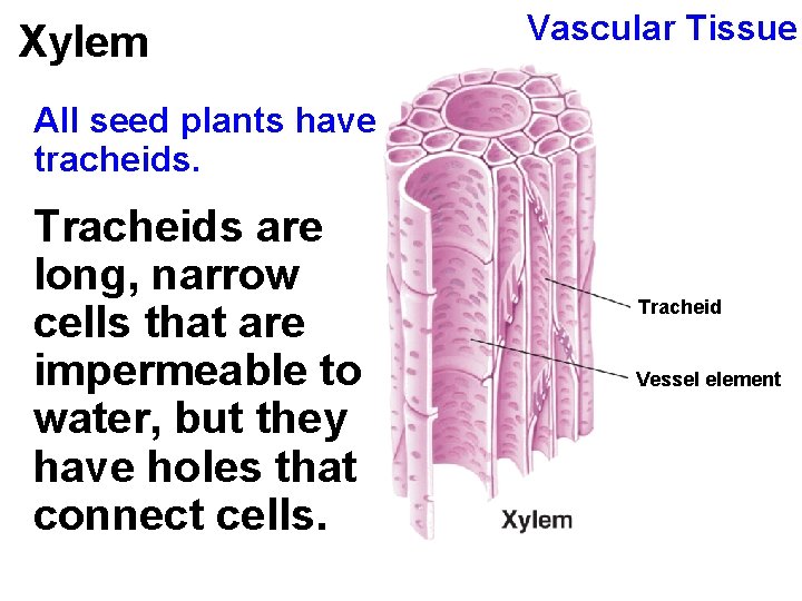 Xylem Vascular Tissue All seed plants have tracheids. Tracheids are long, narrow cells that