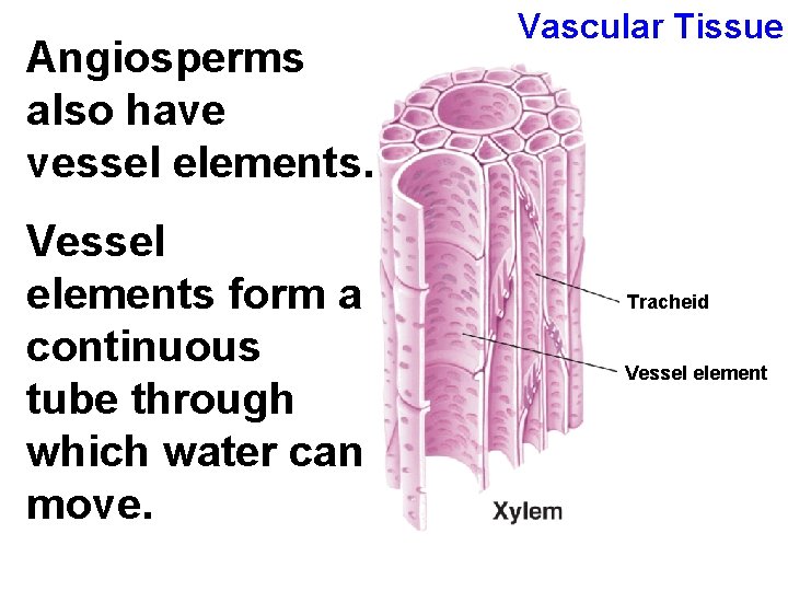 Angiosperms also have vessel elements. Vessel elements form a continuous tube through which water