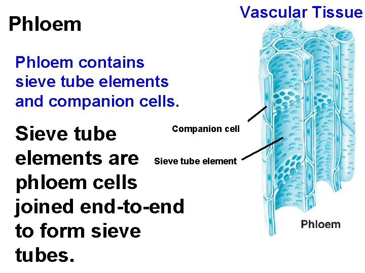 Vascular Tissue Phloem contains sieve tube elements and companion cells. Sieve tube elements are