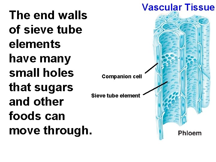 Vascular Tissue The end walls of sieve tube elements have many small holes Companion