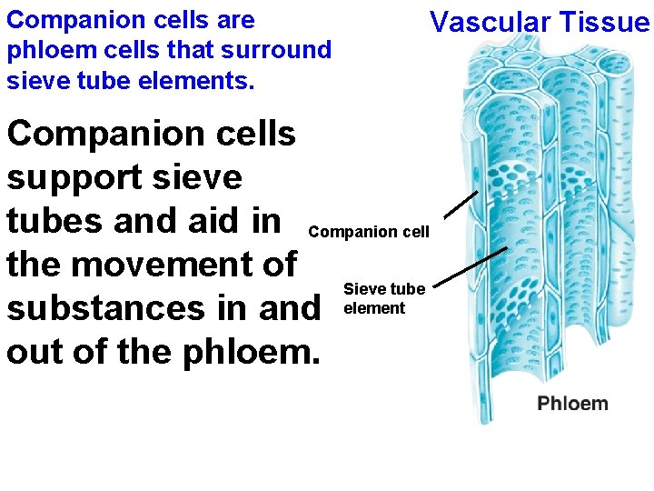 Companion cells are phloem cells that surround sieve tube elements. Vascular Tissue Companion cells